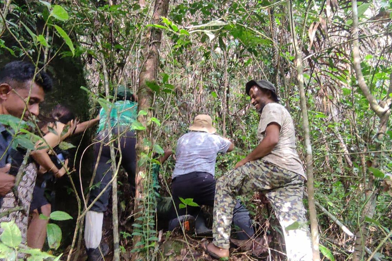 Sinharaja Rainforest Bird watching walking Tour