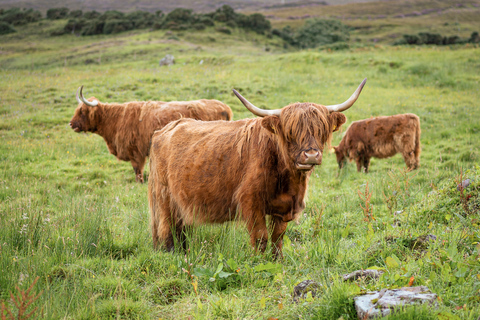 Desde Edimburgo: tour por el lago Ness y las tierras altasTour en italiano