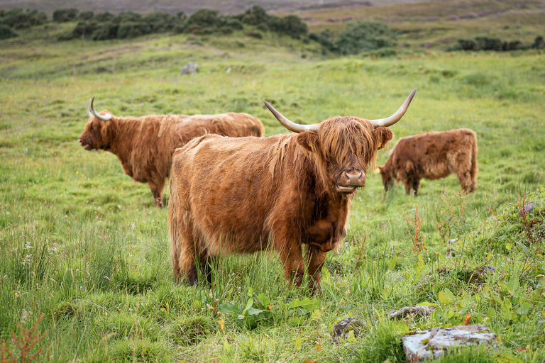 Depuis Édimbourg : visite du Loch Ness et des HighlandsVisite en italien