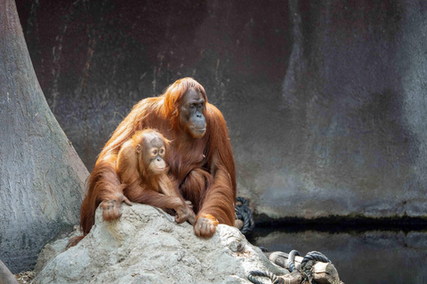 Prager Zoo: Ticket ohne Anstehen Einlass ohne Anstehen