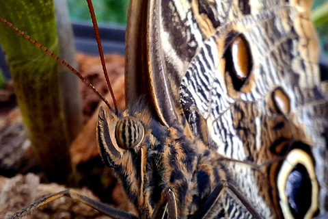 Boquete Butterfly House: Panama's Largest Butterfly Exhibit