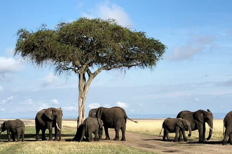 Maasai Mara : 3 jours d'expédition privée de safari sauvage