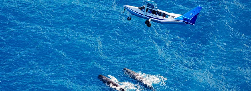 Kaikoura : vol d'observation des baleines avec commentaires guidés