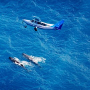Kaikoura: Whale Watching Flight with Guided Commentary
