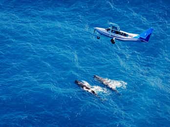 Rundflug — Wings Over Whales