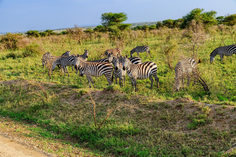 Safari privé de luxe de 2 jours au Ngorongoro depuis Zanzibar