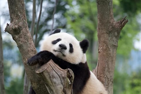 Beijing: Panda House Ticket + Viewing Route
