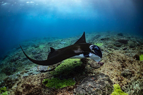 Bali: Private Snorkeling at Manta Point Nusa Penida Round Transfer Bali Island