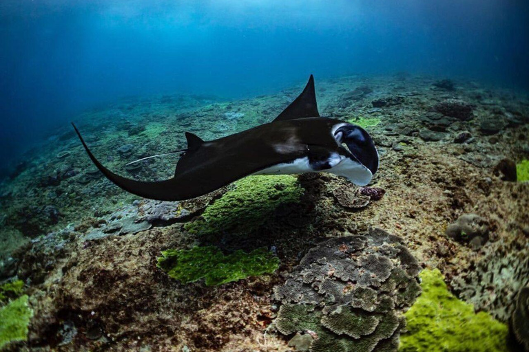 Bali: Private Snorkeling at Manta Point Nusa Penida Round Transfer Bali Island