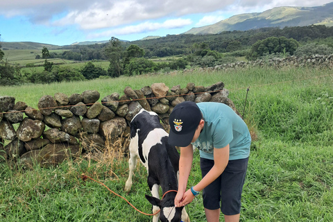 Azores: Half-Day Dairy Farm Tour