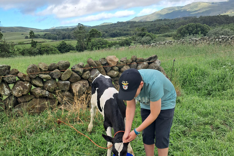 Azores: Half-Day Dairy Farm Tour