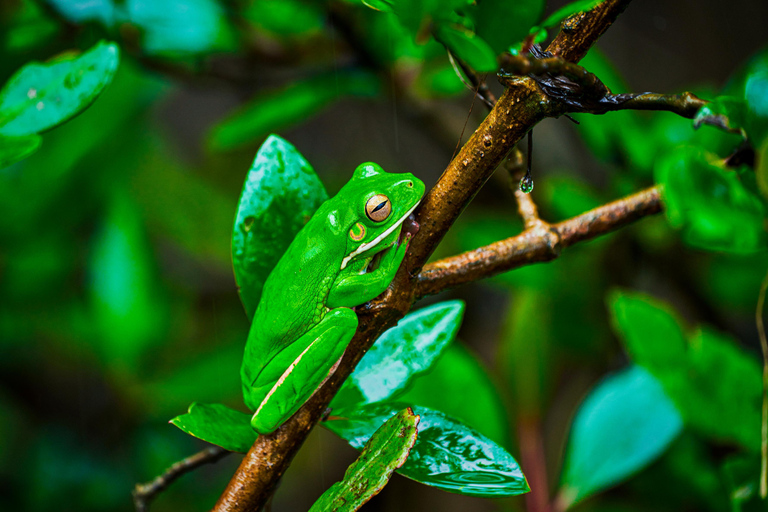 Cape Tribulation : Visite nocturne de la forêt tropicale de Daintree