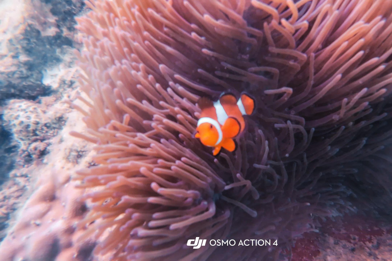 Kota Kinabalu: Catamaran Snorkel & Sailing Tour with Meal Catamaran Afternoon Session
