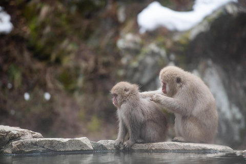 Tokyo: Private Nagano Zenko-ji & Snow Monkeys Day Trip Tokyo: Private Nagano Toyota Velfire (1–6 persons)