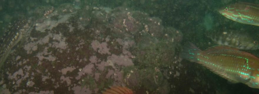 Lima : plongée de nuit à Pucusana