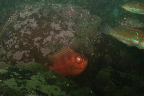 Lima: Buceo nocturno