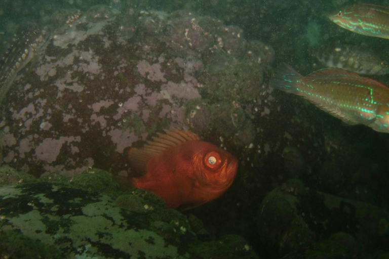 Lima: Night Dive in Pucusana