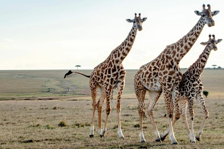 Nairobi Flughafen Zwischenstopp zur Giraffe Center Tour