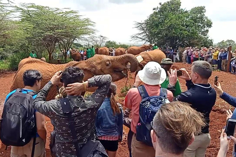 David Sheldrick Wildlife Trust und Giraffe Centre Tour