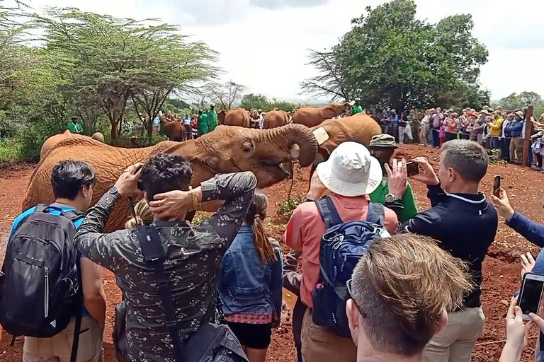 Excursão David Sheldrick Wildlife Trust e Giraffe Center