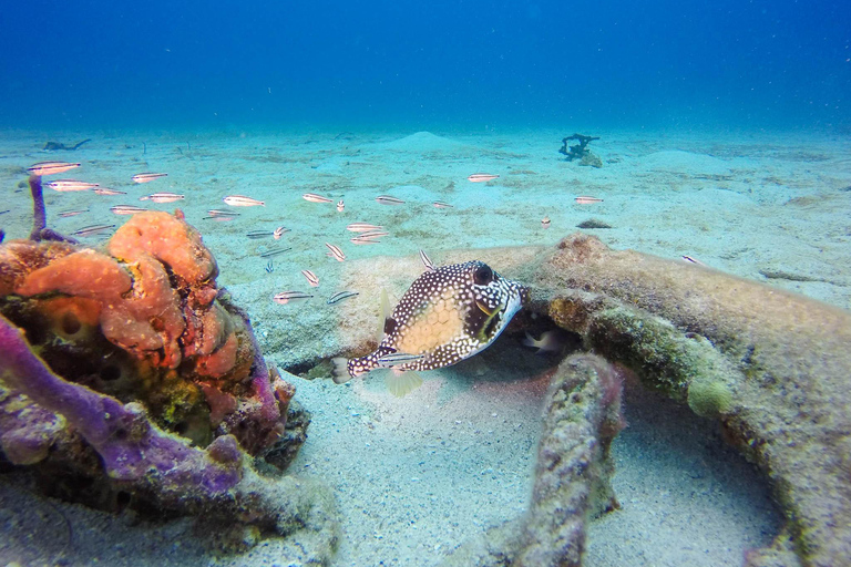 Aventure de plongée sous-marine à Catalina Le mur et l&#039;aquarium