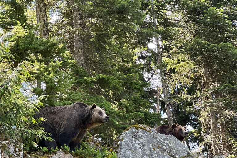 Capilano Suspe Bridge & Grouse Mountain Limited Small Group