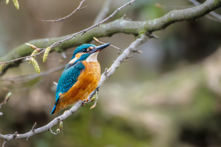 Zagreb: Wissenschaftliche Touren, Zagreat Outdoors