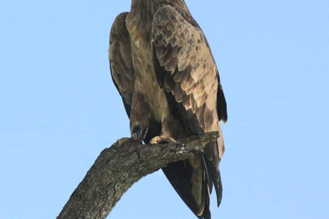 MASAI MARA: 3 DAYS MASAI MARA BUDGET GROUP JOINING SAFARI