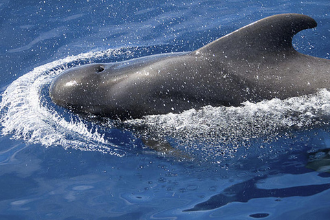 Boat Trip: Dolphin & Whale Watching Sailing Tour 11 Pax Max Boat Trip: Dolphin & Whale Watching Sailing Tour 11 Pax Max
