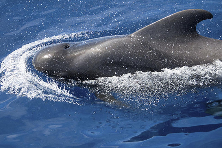 Boat Trip: Dolphin & Whale Watching Sailing Tour 11 Pax Max Boat Trip: Dolphin & Whale Watching Sailing Tour 11 Pax Max