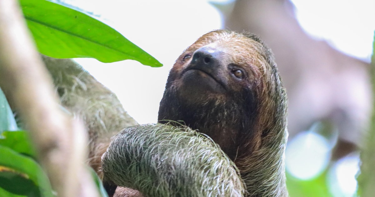 Arenal Volcano: Sloth Tour & Cultural Tour | GetYourGuide