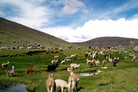 Bus transfer with connection from Colca to Puno