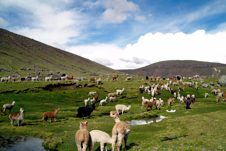 Bus transfer with connection from Colca to Puno