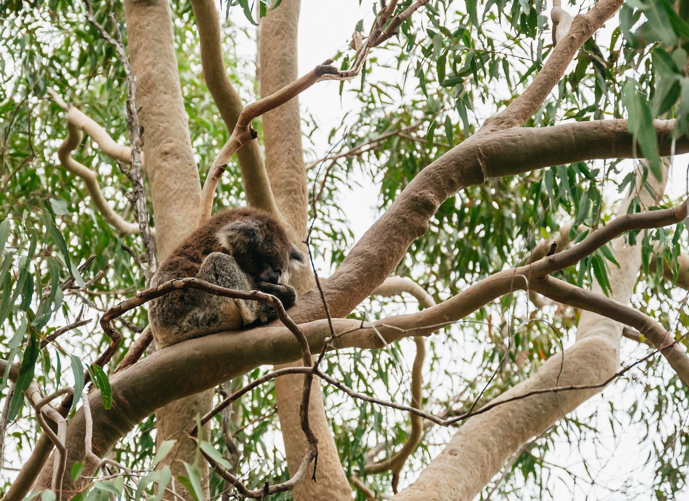 Perth: Solnedgang i Pinnacles-ørkenen og stjernekiggeri med middag
