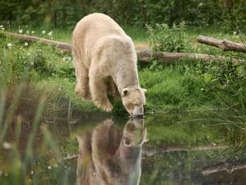 Leewarden: AquaZoo inngangsbillett