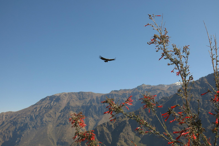 HELDAGSTUR TILL COLCA CANYON FRÅN AREQUIPA