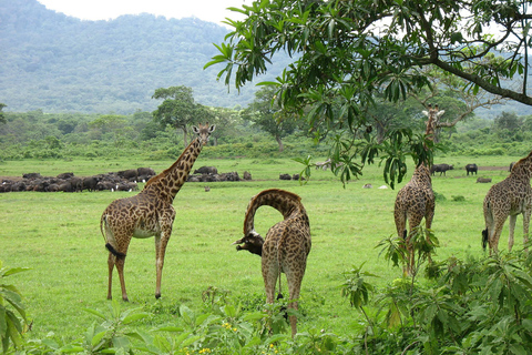 Mount Meru: 4-tägige geführte Wanderung mit Verpflegung4-tägige geführte Besteigung des Mount Meru mit Verpflegung
