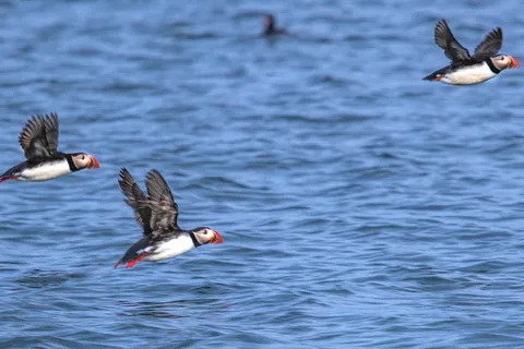 Stykkishólmur: Puffin and Wildlife Boat Tour