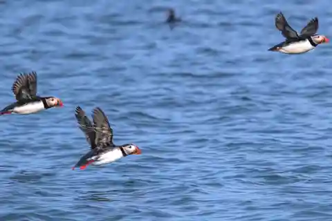 Stykkishólmur: Puffin and Wildlife Boat Tour