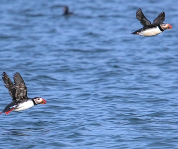 Stykkishólmur: Puffin and Wildlife Boat Tour