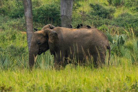 Mwea National Reserve Full-Day Safari from Nairobi