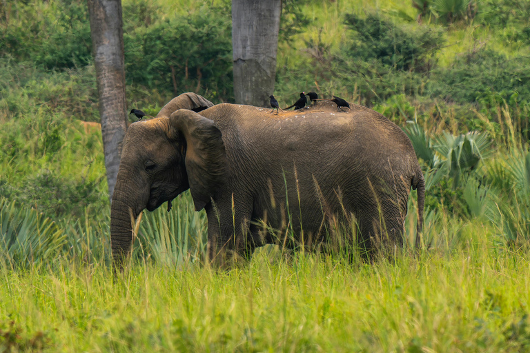Mwea National Reserve Full-Day Safari from Nairobi