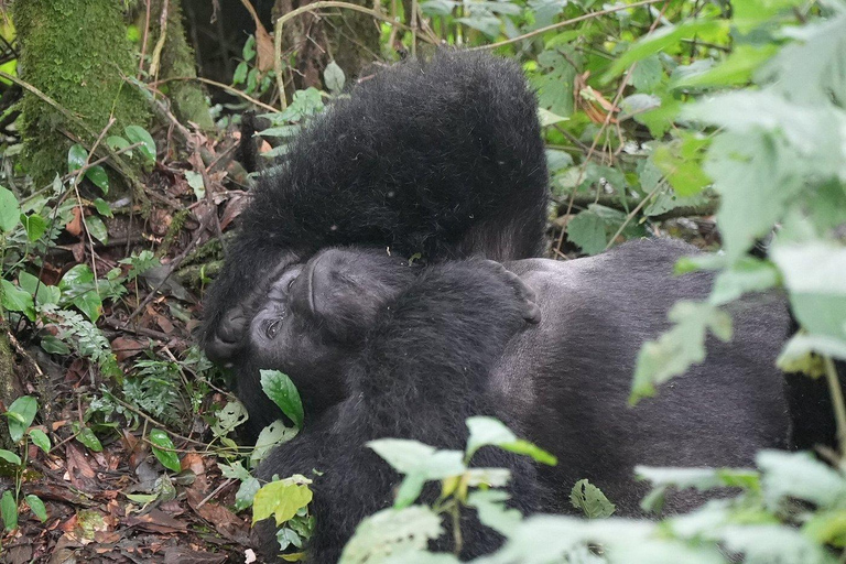 Uganda: Gorilla Trekking and Walking Safari 6-Day Tour