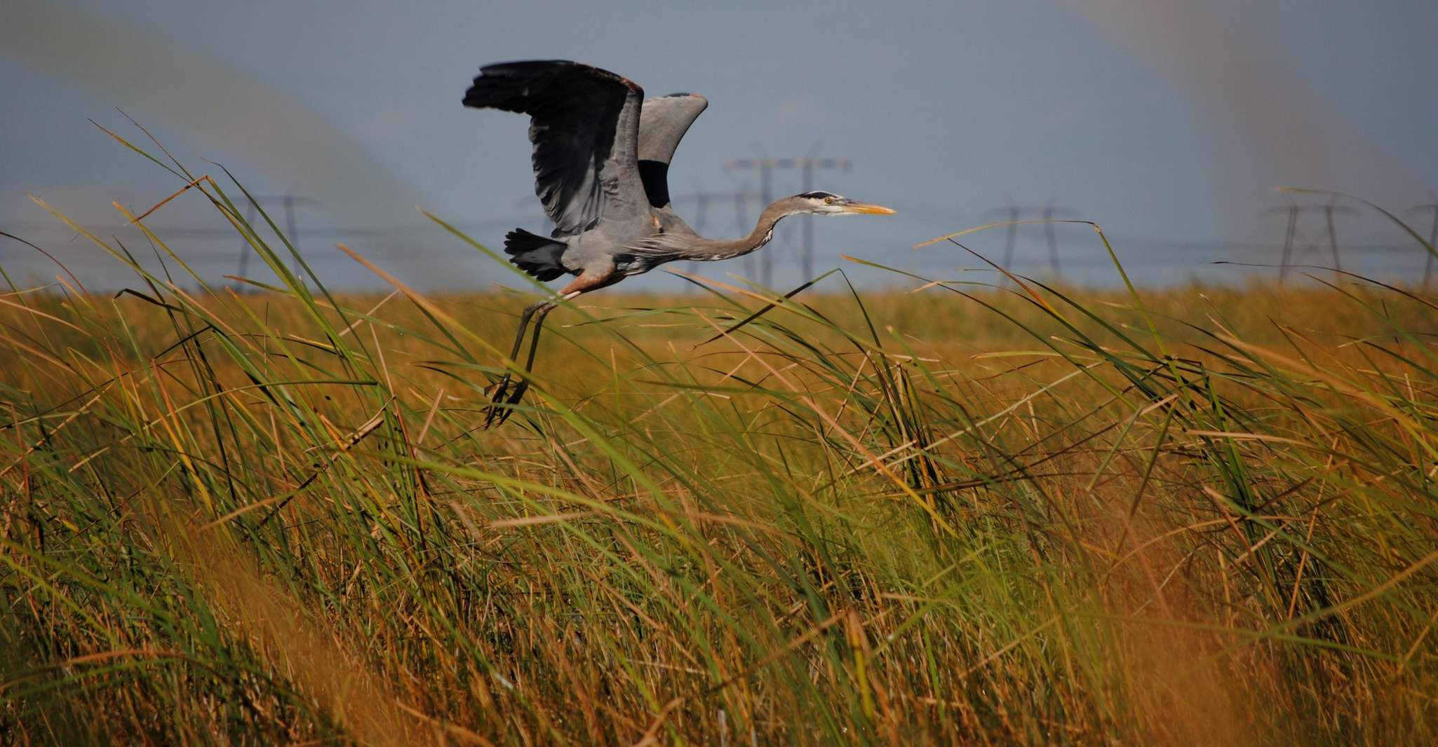 Miami: Everglades Airboat, Wildlife Exhibit & Roundtrip Bus photo 11