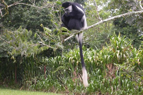 Mt. Elgon National Park: 3-Day Camping Tour