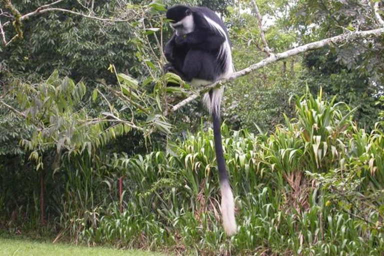 Mt. Elgon National Park: 3-Day Camping Tour
