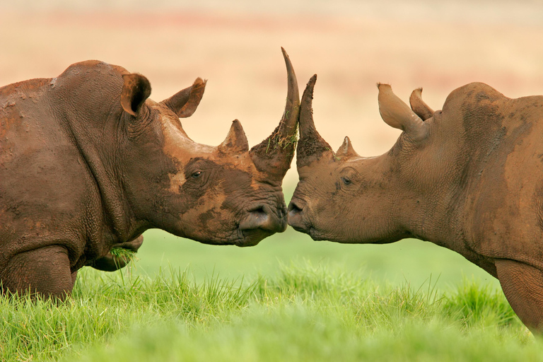 Aventura en Kruger Tremisana Safari de 4 días con los 5 Grandes