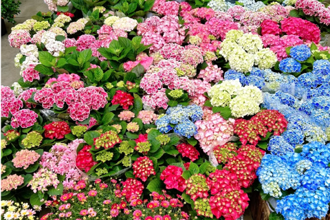 Guiyang : excursion d&#039;une journée à la ville ancienne de Qingyan et au marché aux fleurs