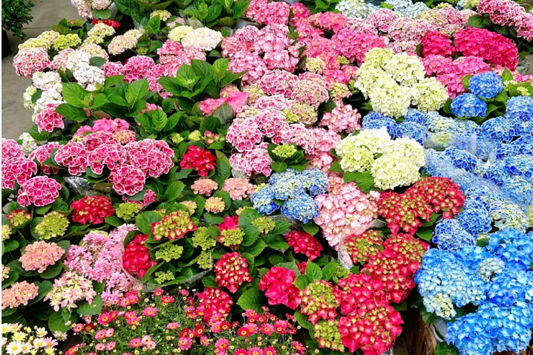 Guiyang : excursion d&#039;une journée à la ville ancienne de Qingyan et au marché aux fleurs