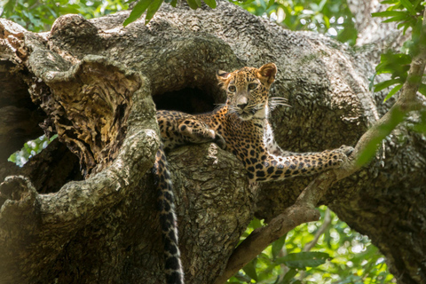 Sigiriya: Private Wilpattu National Park Safari Day Tour